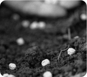 planting_seeds2