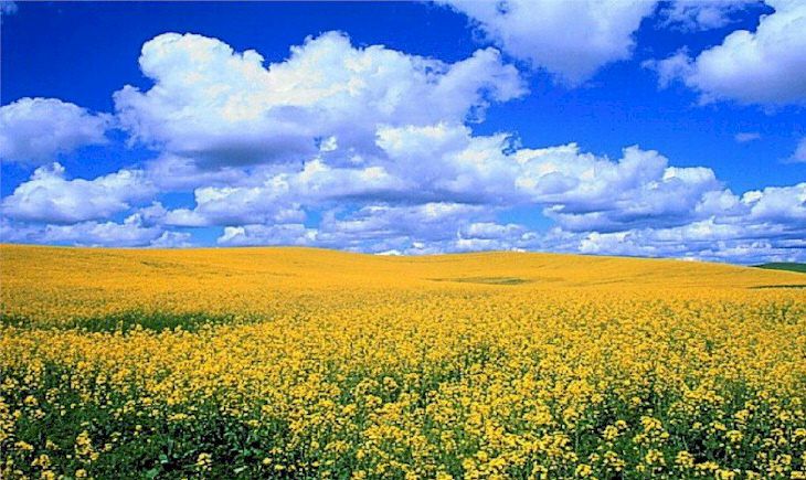 field-of-flowers1