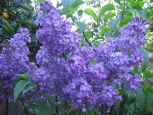 Lilacs