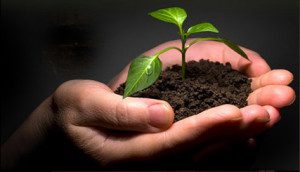 Plant-a-seed