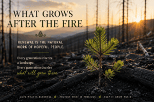 A burned out forest with a new green pine tree sprouting out of a blackened ground.
